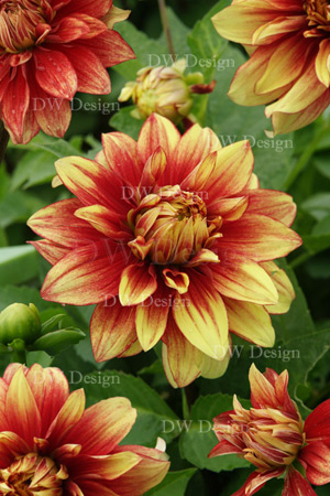 dahlia dazzling magic
